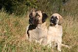 KANGAL 112